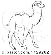 Outlined Cute Baby Camel