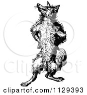 Clipart Of A Retro Vintage Black And White Fox Standing Upright And Posing Royalty Free Vector Illustration by Prawny Vintage