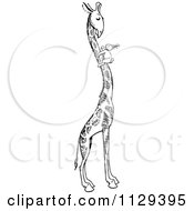 Clipart Of A Retro Vintage Black And White Rabbit On A Giraffes Neck Royalty Free Vector Illustration
