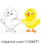 Poster, Art Print Of Outlined And Colored Chicks