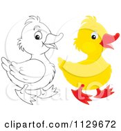 Cartoon Of Outlined And Colored Ducklings Royalty Free Vector Clipart