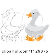 Poster, Art Print Of Outlined And Colored Geese