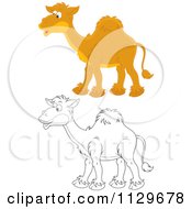 Poster, Art Print Of Outlined And Colored Camels