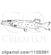 Poster, Art Print Of Retro Vintage Black And White Pike Fish