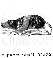 Clipart Of A Retro Vintage Black And White Rat Royalty Free Vector Illustration