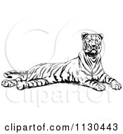 Poster, Art Print Of Retro Vintage Black And White Resting Tiger