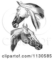 Retro Vintage Engravings Of Horse Head And Neck Muscles In Black And White