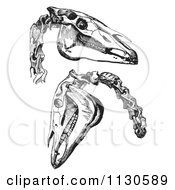 Retro Vintage Engravings Of Horse Skull And Neck Bones In Black And White