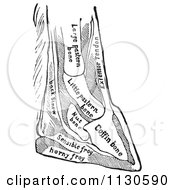Clipart Of A Retro Vintage Horse Foot With Bones Of The Foot In Black And White Royalty Free Vector Illustration