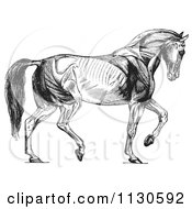 Retro Vintage Diagram Of Walking Horse Muscles In Black And White