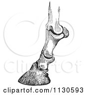 Clipart Of A Retro Vintage Engraving Of Horse Bones And Articulations Of The Foot Hoof In Black And White 1 Royalty Free Vector Illustration