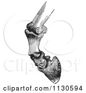 Clipart Of A Retro Vintage Engraving Of Horse Bones And Articulations Of The Foot Hoof In Black And White 3 Royalty Free Vector Illustration by Picsburg #COLLC1130594-0181