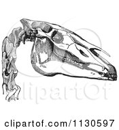Clipart Of A Retro Vintage Engraving Of The Bones Of A Horse Head In Black And White Royalty Free Vector Illustration
