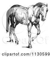 Retro Vintage Engraved Horse Anatomy Of Muscular Covering In Black And White