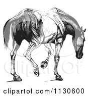 Retro Vintage Engraved Horse Anatomy Of Muscular Covering Rear View In Black And White