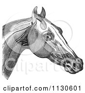 Retro Vintage Engraving Of Horse Head And Neck Muscles In Black And White 2