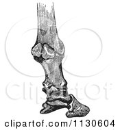 Retro Vintage Engraving Of Horse Bones And Articulations Of The Foot Hoof In Black And White 4