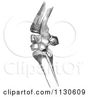 Clipart Of Retro Vintage Bones Of A Flexed Horse Knee In Black And White Royalty Free Vector Illustration