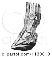 Clipart Of A Retro Vintage Vertical Section Of The Lower Leg And Horse Foot Hoof In Black And White Royalty Free Vector Illustration