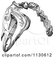 Clipart Of A Retro Vintage Engraving Of Horse Head And Neck Bones In Black And White Royalty Free Vector Illustration by Picsburg #COLLC1130612-0181