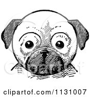Poster, Art Print Of Retro Vintage Black And White Pug Dog Face