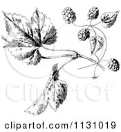 Poster, Art Print Of Retro Vintage Black And White Hops And Leaves