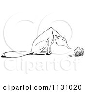 Clipart Of A Retro Vintage Black And White Fox Sniffing A Hedgehog Royalty Free Vector Illustration by Prawny Vintage