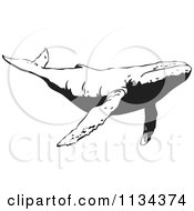 Clipart Of A Black And White Humpback Whale Royalty Free Vector Illustration