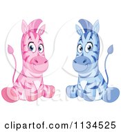 Poster, Art Print Of Cute Pink And Blue Zebras Sitting