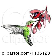 Drawn And Colored Hummingbird And Bleeding Heart Flowers