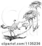 Poster, Art Print Of Retro Vintage Black And White Scared Giraffe Running