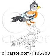 Cartoon Of Outlined And Colored Birds Royalty Free Vector Clipart