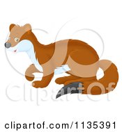 Poster, Art Print Of Cute Brown Weasel