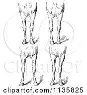Retro Vintage Engraved Horse Anatomy Of Bad Conformations Of The Fore Quarters In Black And White