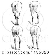 Clipart Of A Retro Vintage Engraved Horse Anatomy Of Bad Hind Quarters In Black And White 10 Royalty Free Vector Illustration