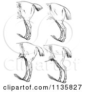Retro Vintage Engraved Horse Anatomy Of Bad Hind Quarters In Black And White 5