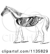 Clipart Of A Retro Vintage Engraved Horse Anatomy Of The Digestive System In Black And White Royalty Free Vector Illustration