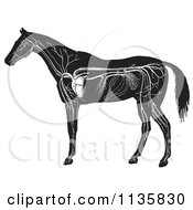 Retro Vintage Engraved Horse Anatomy Of The Circulatory System In Black And White