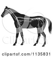 Retro Vintage Horse Anatomy Of The Nervous System In Black And White