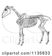 Clipart Of A Retro Vintage Horse Anatomy Of The Skeleton In Black And White 2 Royalty Free Vector Illustration