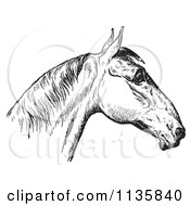 Clipart Of A Retro Vintage Engraved Horse Anatomy Of A Bad Head In Black And White 4 Royalty Free Vector Illustration