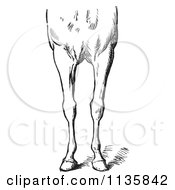 Clipart Of A Retro Vintage Engraved Horse Anatomy Of Bad Conformations Of The Fore Quarters In Black And White 2 Royalty Free Vector Illustration