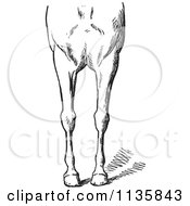 Clipart Of A Retro Vintage Engraved Horse Anatomy Of Bad Conformations Of The Fore Quarters In Black And White 3 Royalty Free Vector Illustration