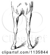 Clipart Of A Retro Vintage Engraved Horse Anatomy Of Bad Conformations Of The Fore Quarters In Black And White 4 Royalty Free Vector Illustration
