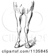 Retro Vintage Engraved Horse Anatomy Of Bad Conformations Of The Fore Quarters In Black And White 5