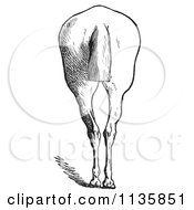 Clipart Of A Retro Vintage Engraved Horse Anatomy Of Bad Hind Quarters In Black And White 6 Royalty Free Vector Illustration