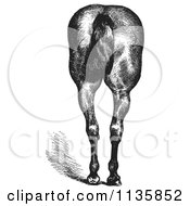 Clipart Of A Retro Vintage Engraved Horse Anatomy Of Good Hind Quarters In Black And White 2 Royalty Free Vector Illustration by Picsburg #COLLC1135852-0181