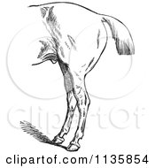 Clipart Of A Retro Vintage Engraved Horse Anatomy Of Bad Hind Quarters In Black And White 3 Royalty Free Vector Illustration