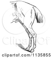 Clipart Of A Retro Vintage Engraved Horse Anatomy Of Bad Hind Quarters In Black And White 2 Royalty Free Vector Illustration