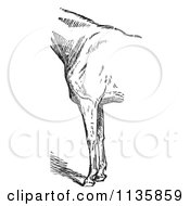 Clipart Of A Retro Vintage Engraved Horse Anatomy Of Bad Conformation Of Fore Quarters In Black And White 3 Royalty Free Vector Illustration